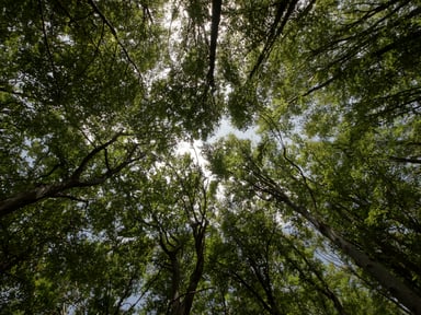 Bilde av grønne tretopper sett nedenfra – klikkbar bilde med lenke til Båstadgruppens bærekraftside.