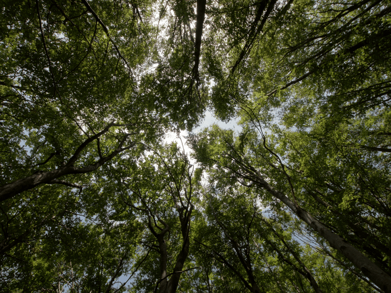 Bild von grünen Baumkronen von unten gesehen – anklickbares Bild, das auf die Nachhaltigkeitsseite von Båstadgruppen verlinkt.