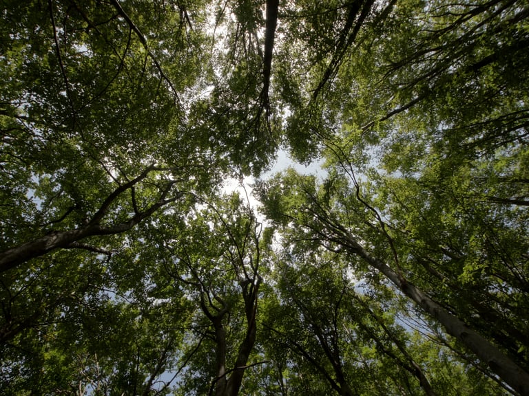 Bild von grünen Baumkronen von unten gesehen – anklickbares Bild, das auf die Nachhaltigkeitsseite von Båstadgruppen verlinkt.